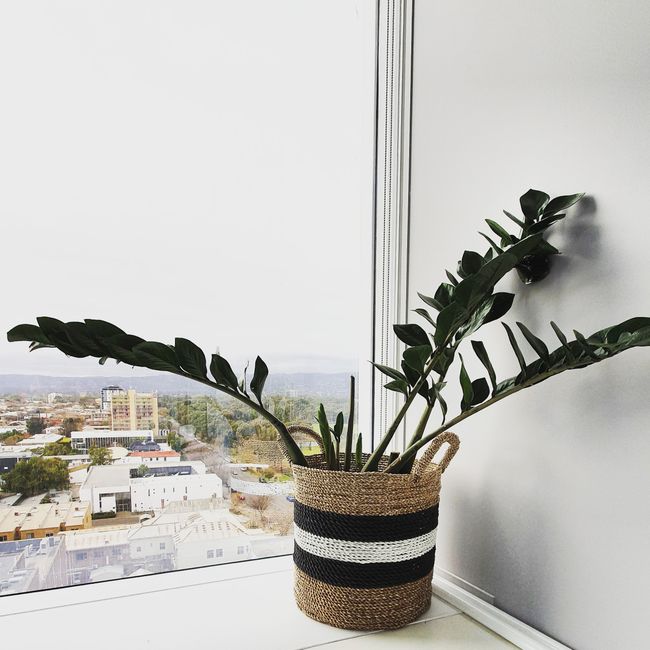 Zamioculcas biljka